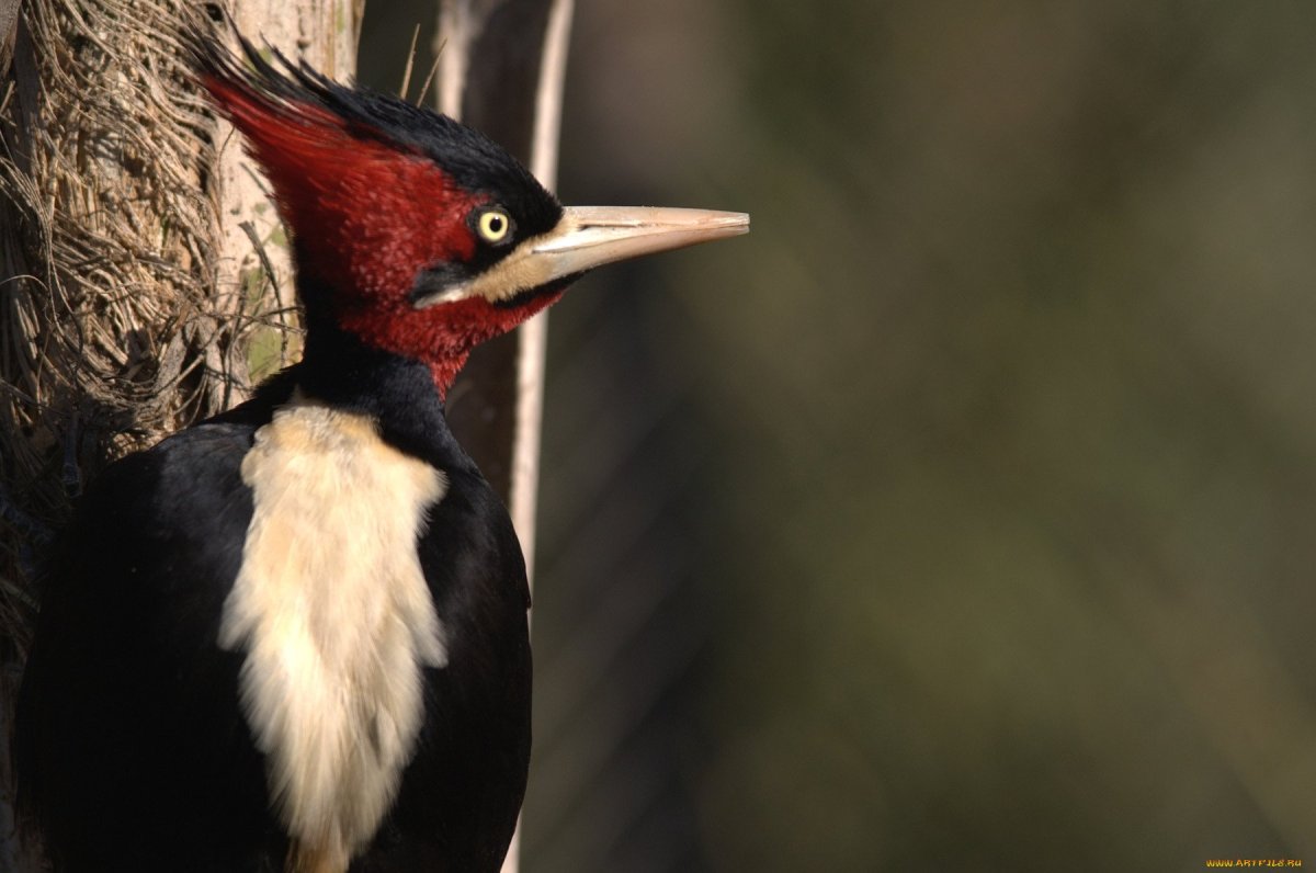 Хохлатая Желна