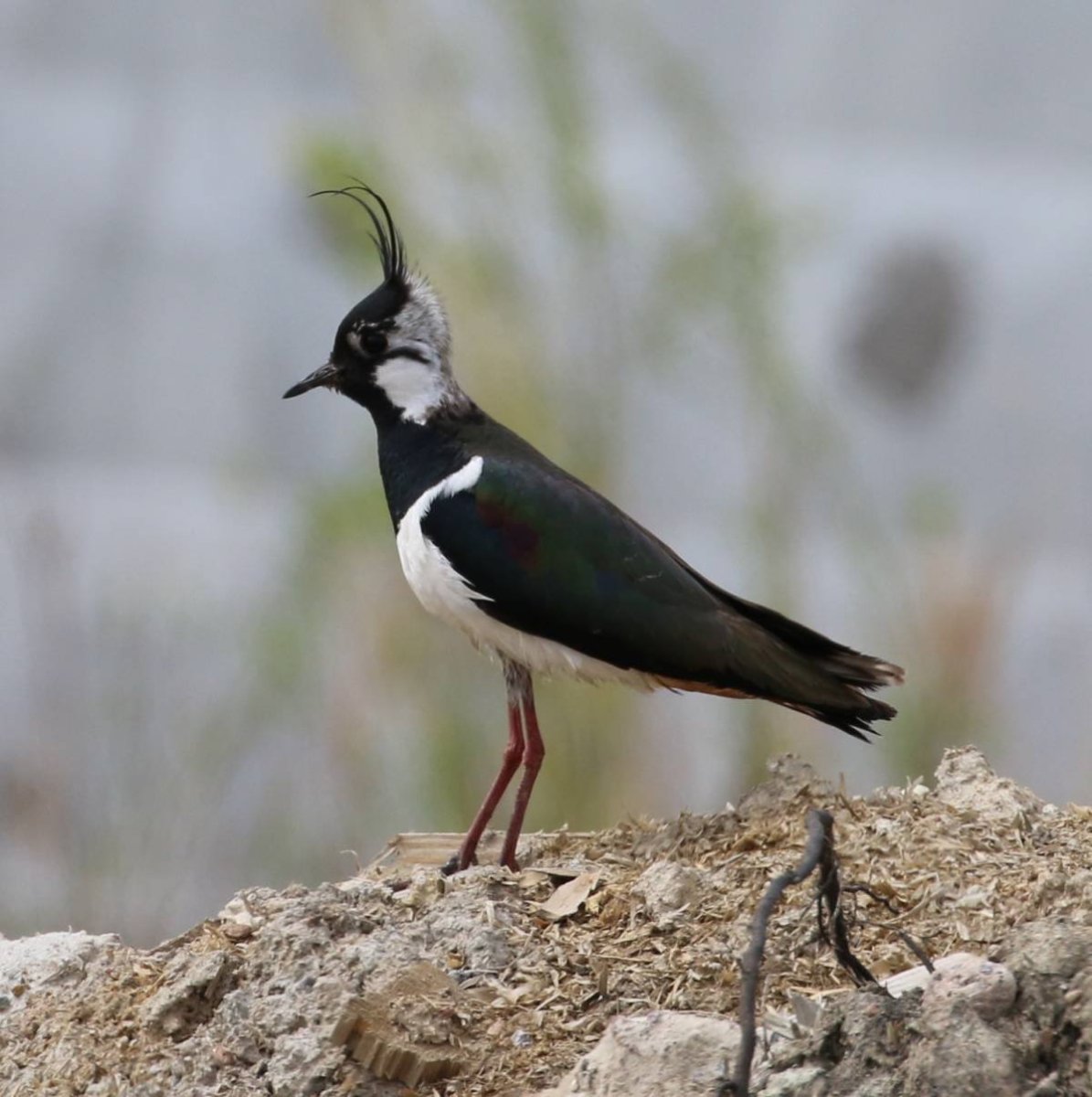 Чибис Vanellus Vanellus