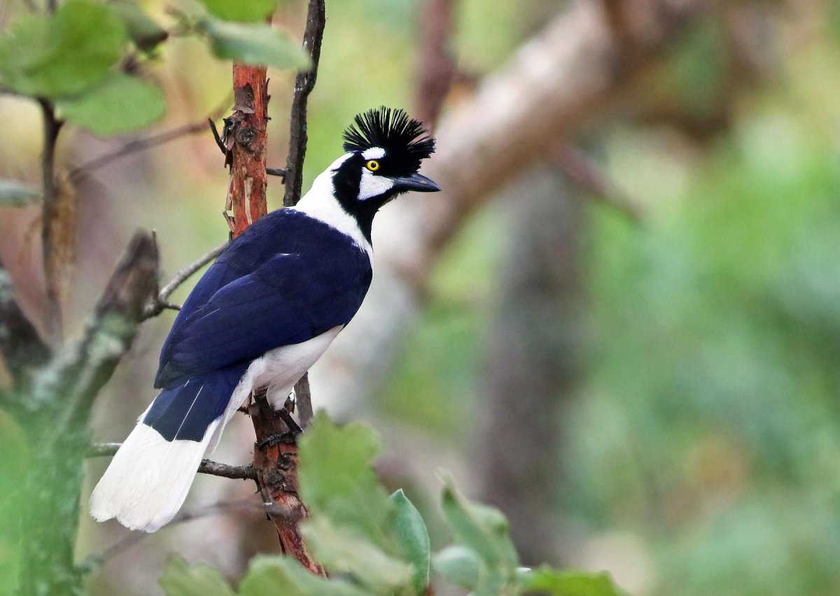 Сойка хохлатая