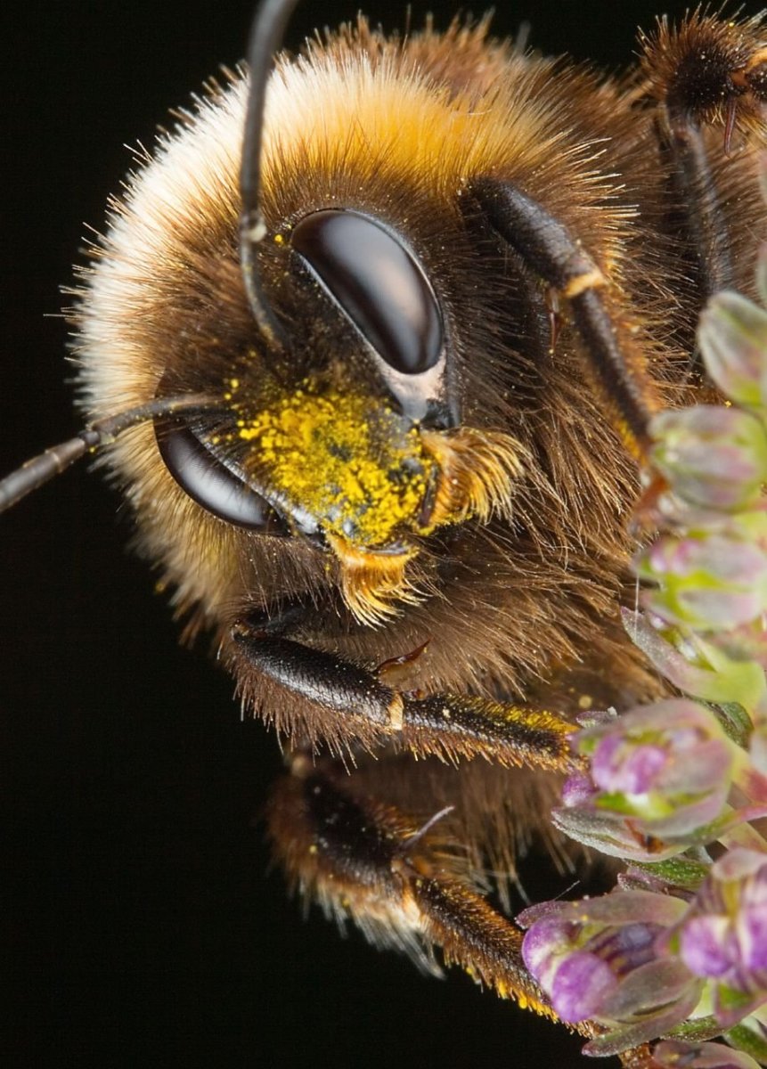 Медоносная пчела. Пчеловодство