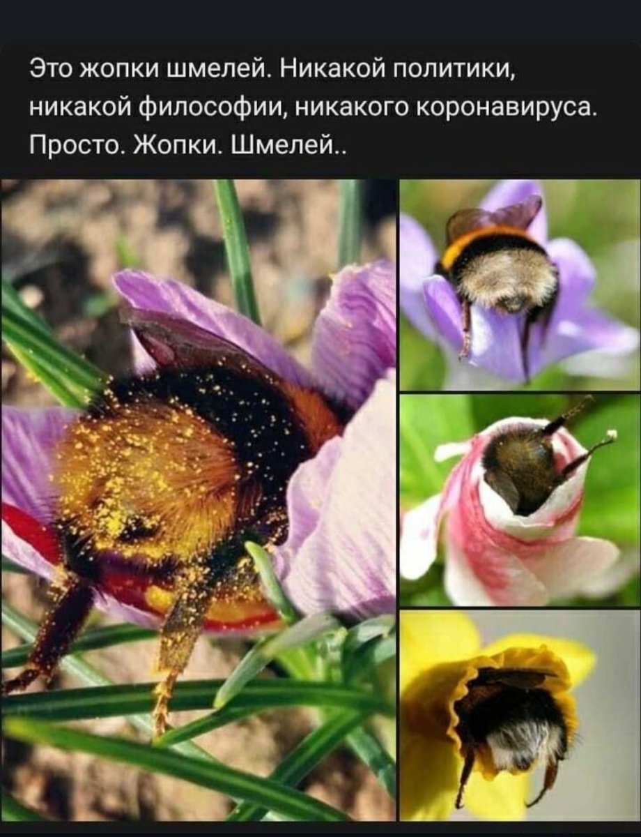 Шмель картинки смешные