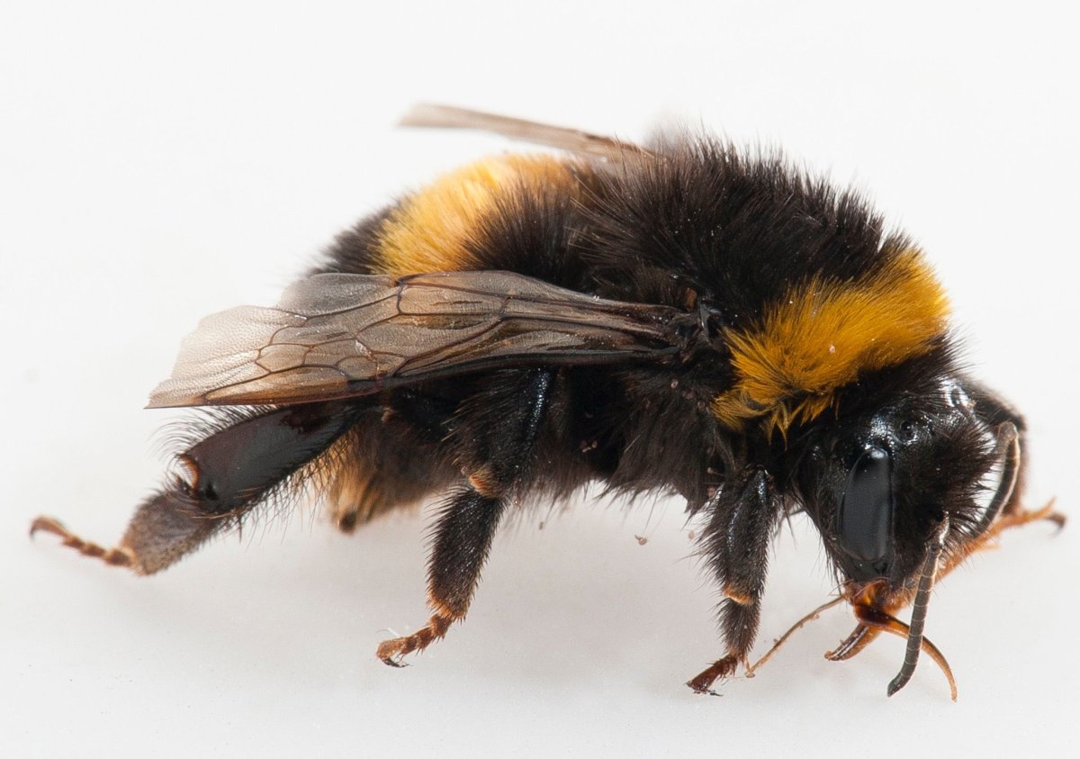 Шмель Bombus arisi