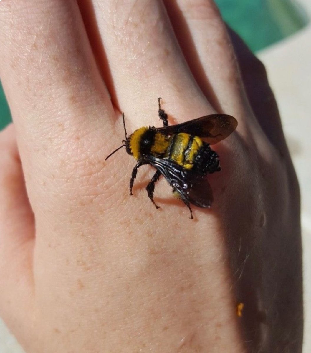 Пчелы Эстетика