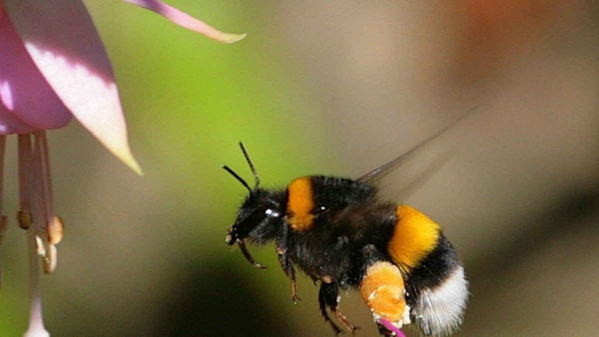 Черная пчела