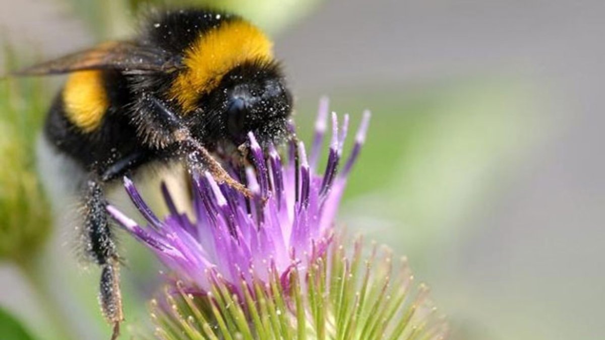 Шмель опылитель прикол