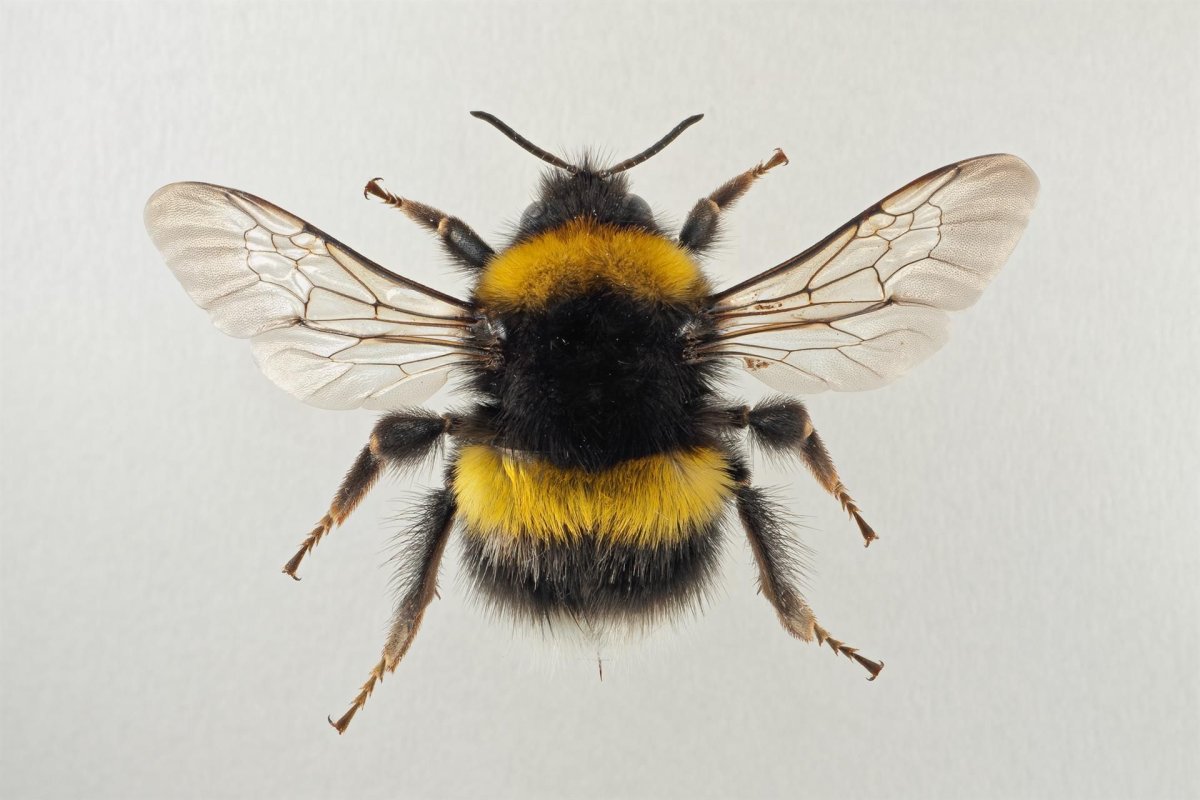 Шмель плодовый Bombus pomorum