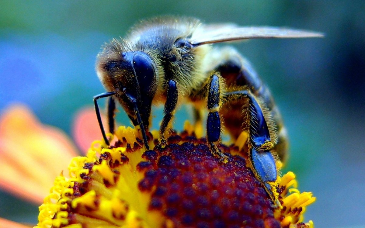 Пчела Макросъемка