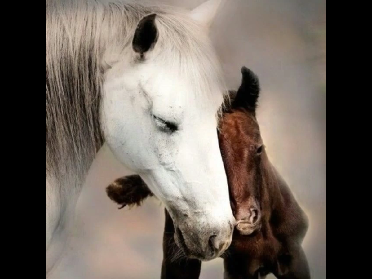 Жеребёнок и белая лошадь
