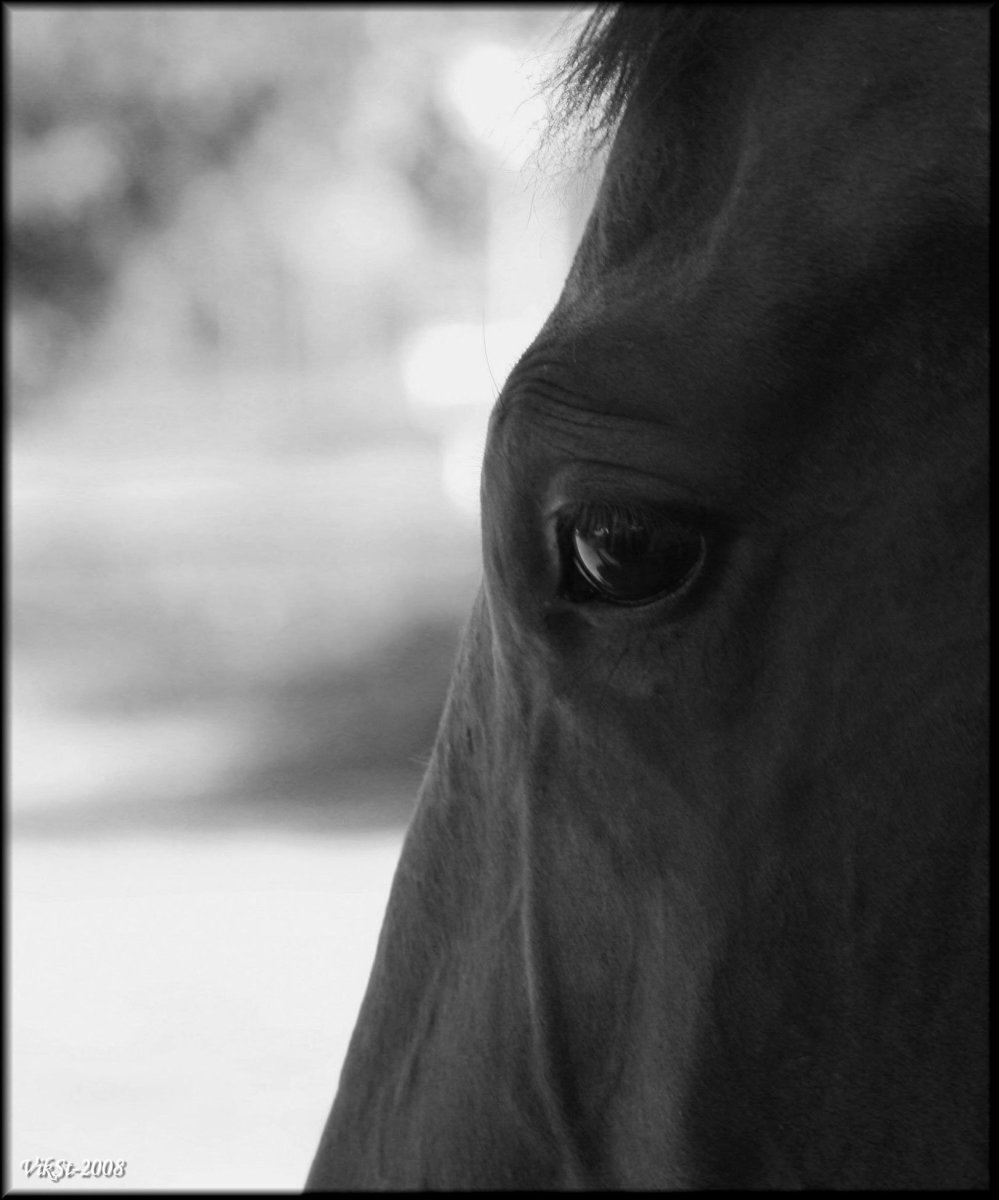 Грустная лошадка