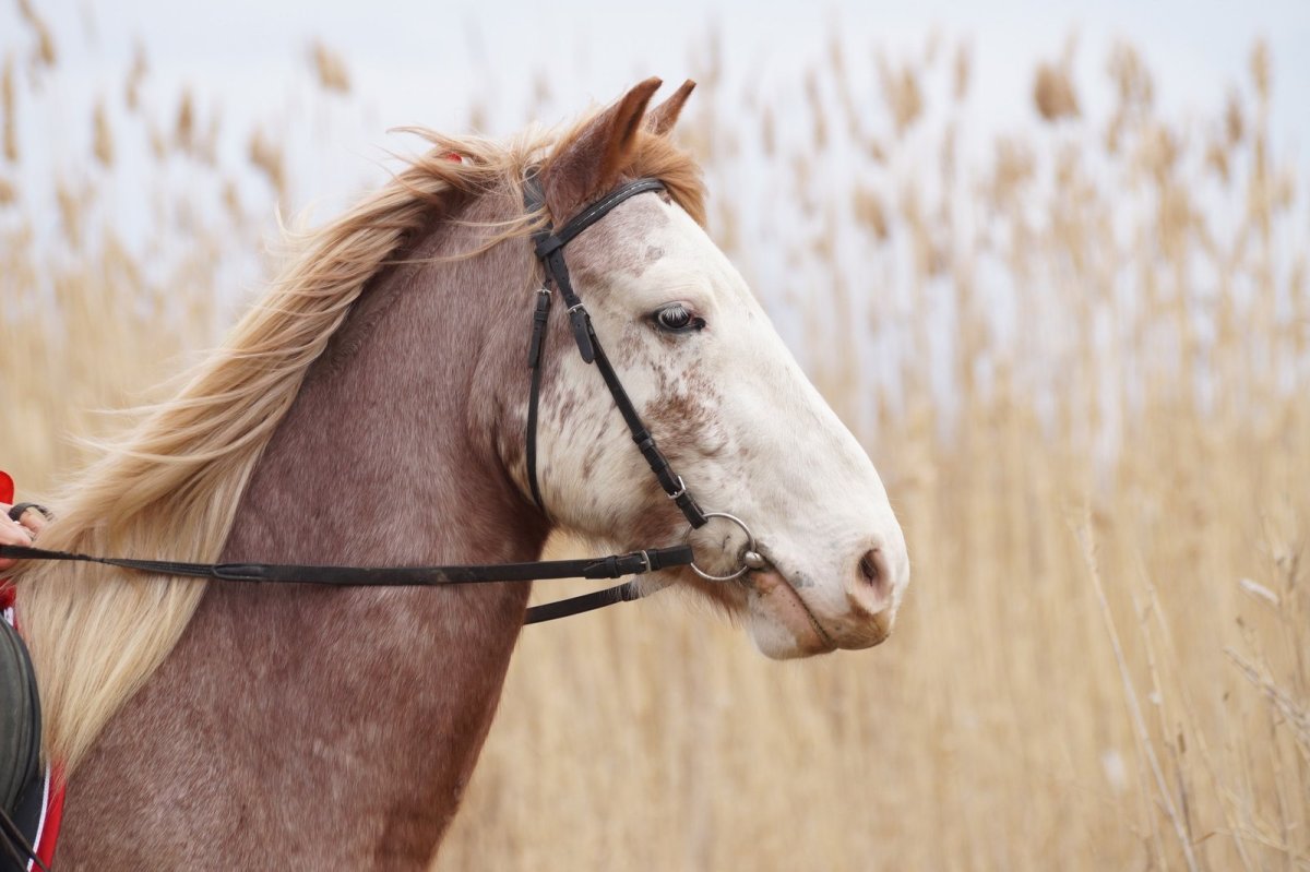 Медленные лошади