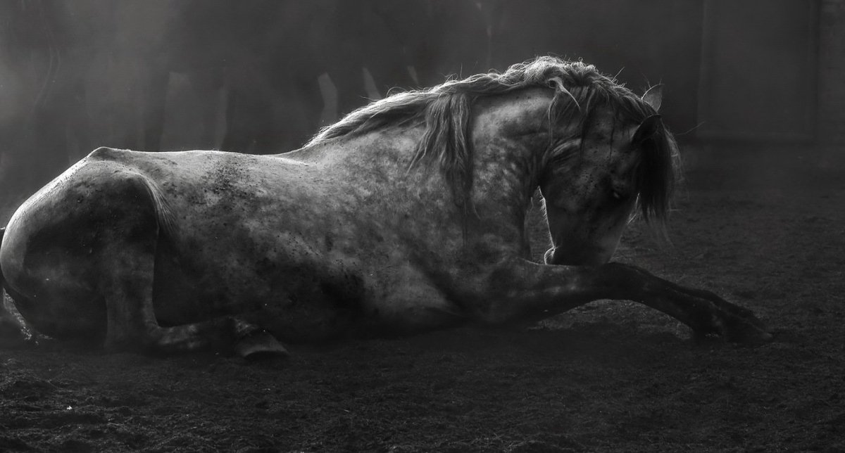 Лошадь плачет