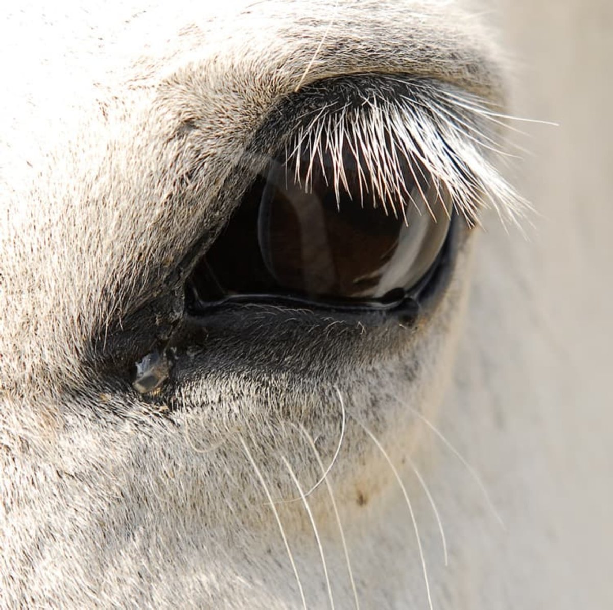 Лошадь плачет