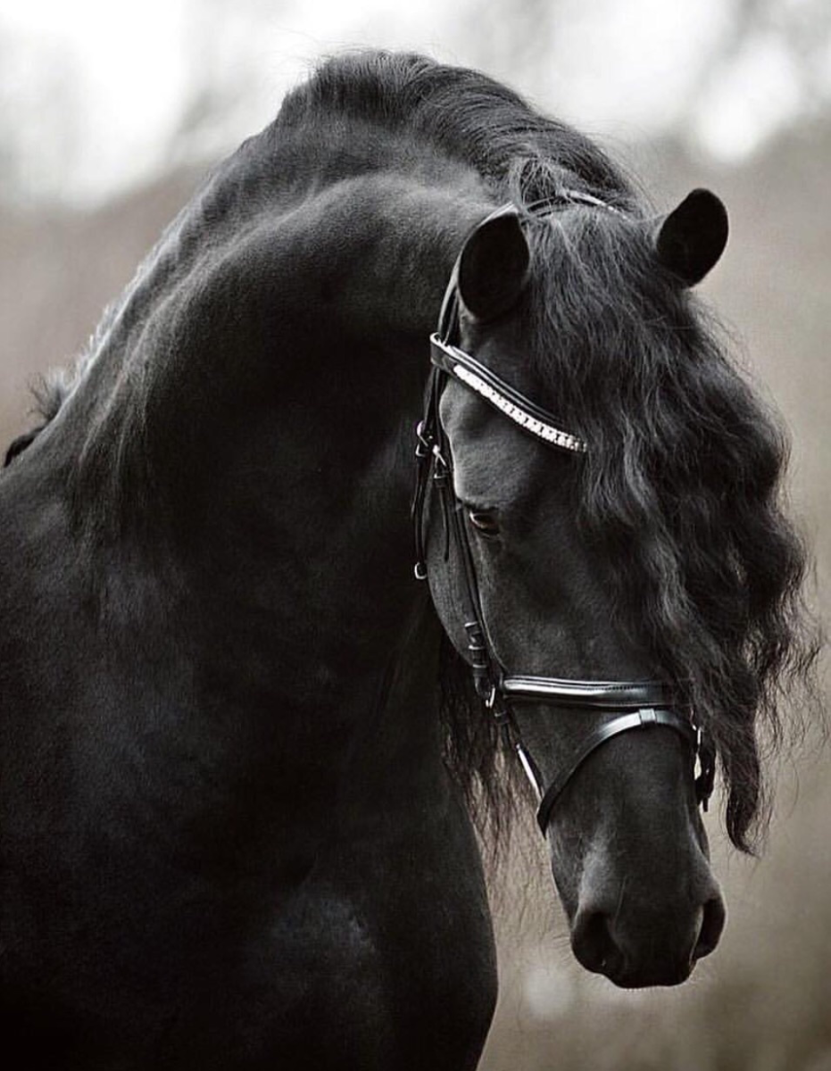 Фризская лошадь черная Жемчужина