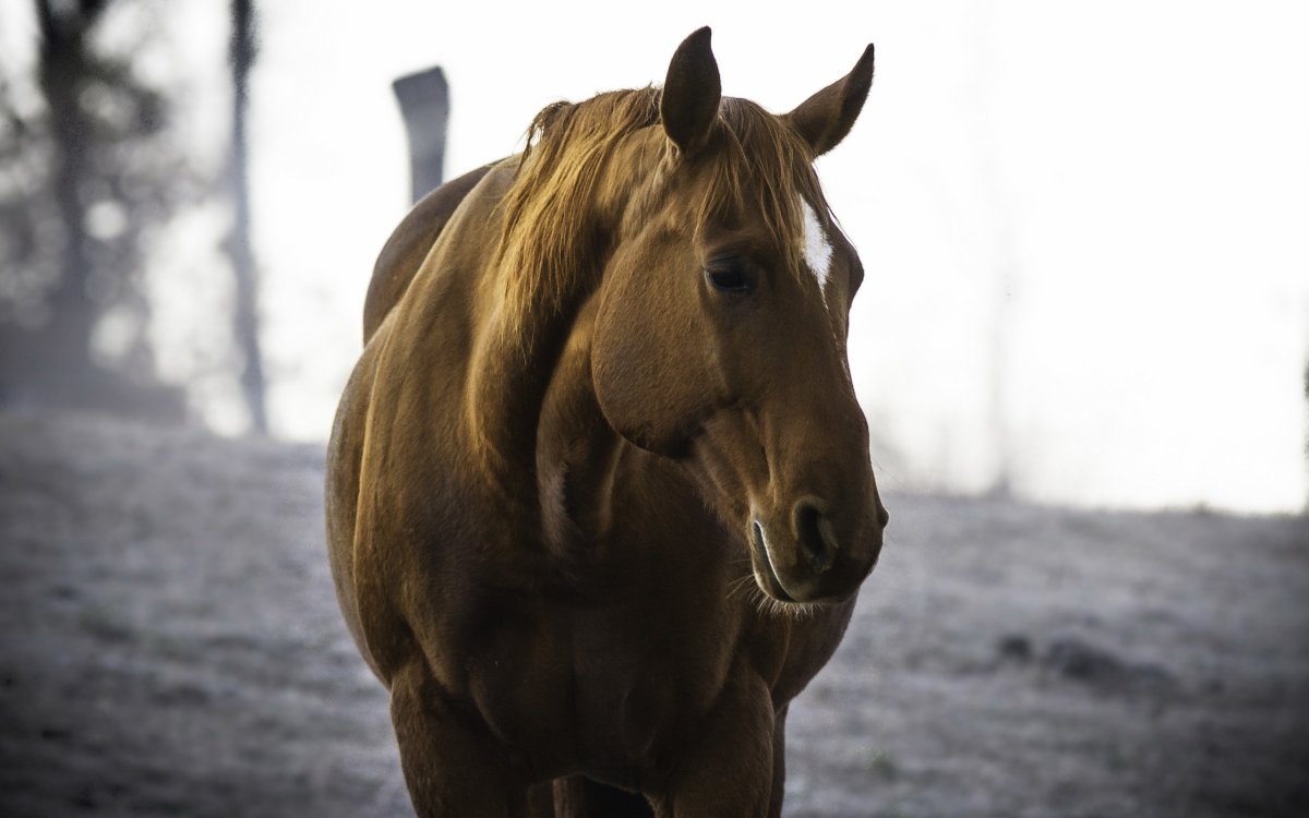 Голова лошади на рабочий стол