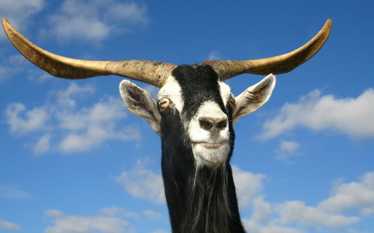 Нубийский козел рогатый