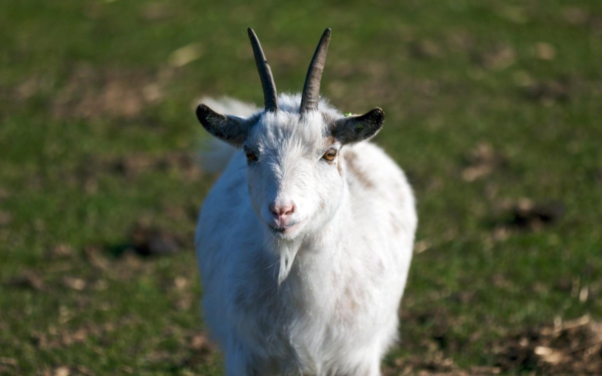 Тоскана коза