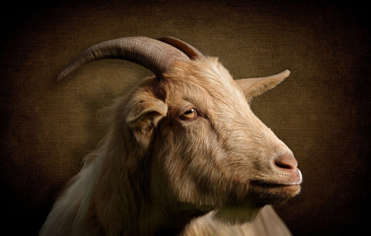 Козлиная морда