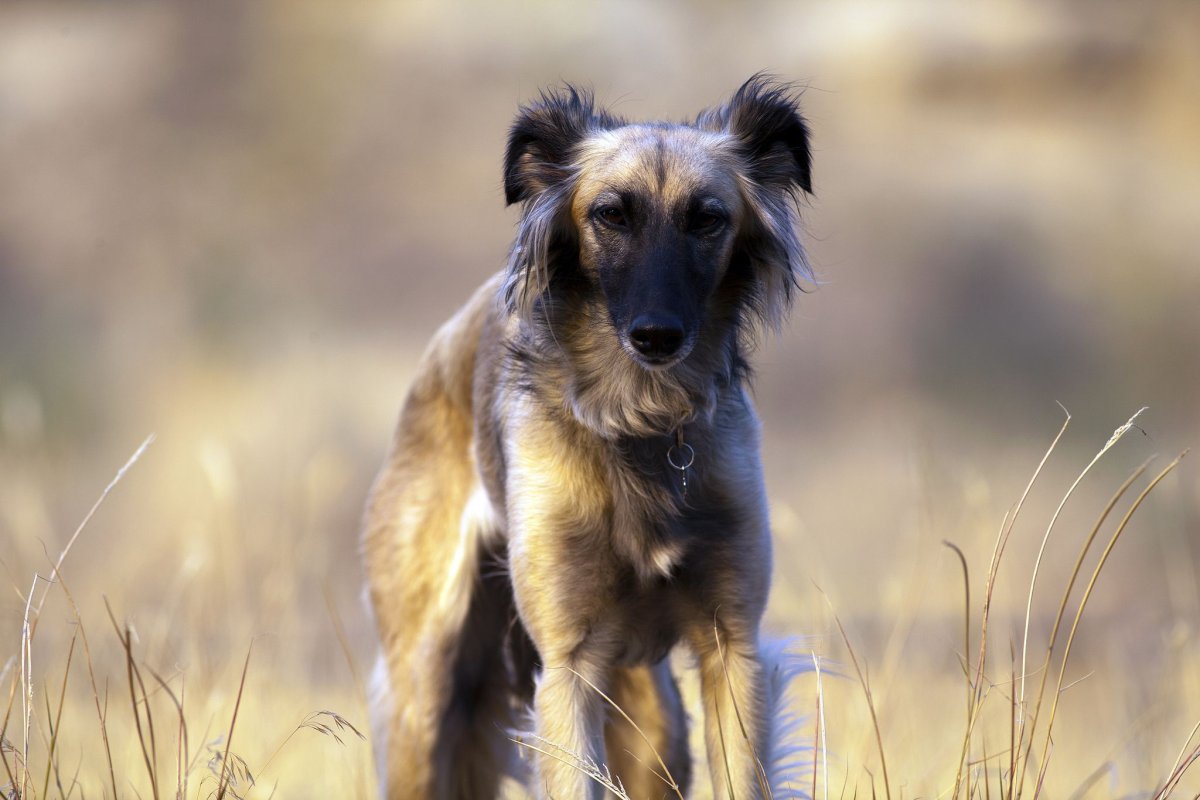 Silken Windhound Dog