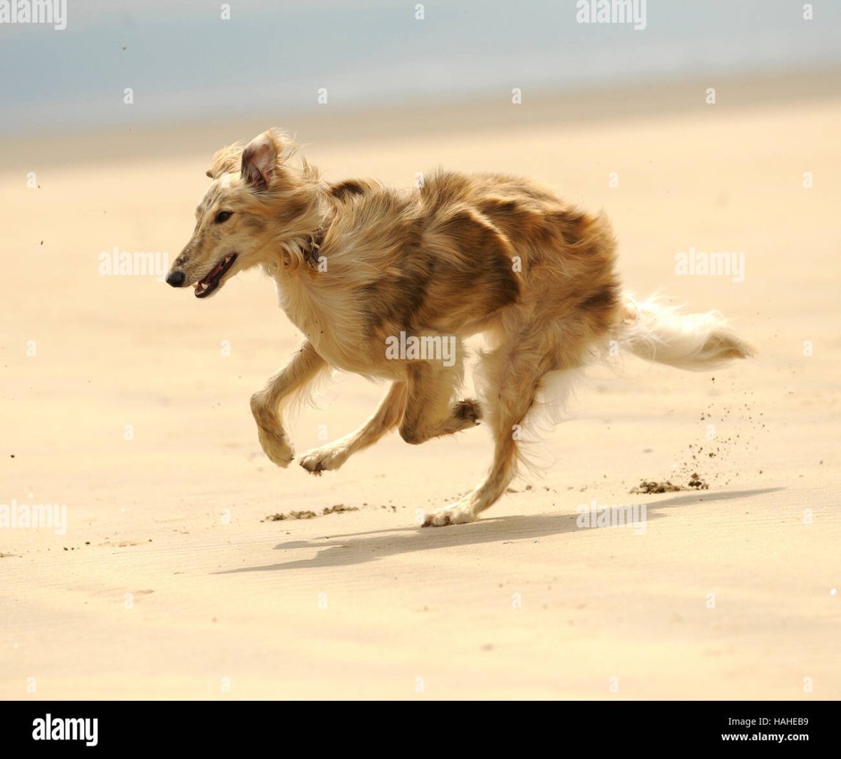 Лерчер порода