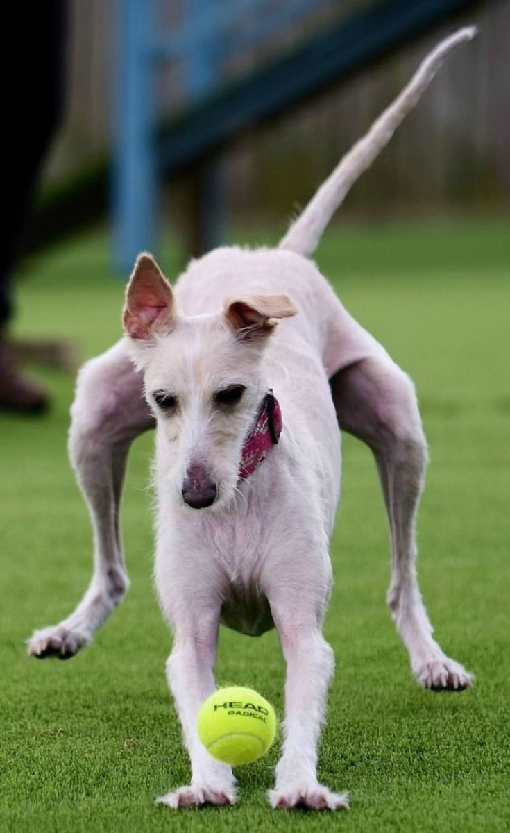 Салюки характер