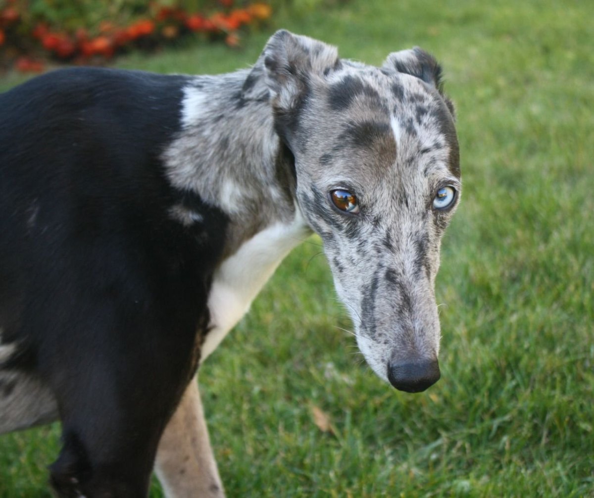 Ирландской волкодав в море