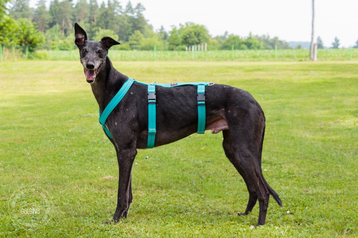 Lurcher собака