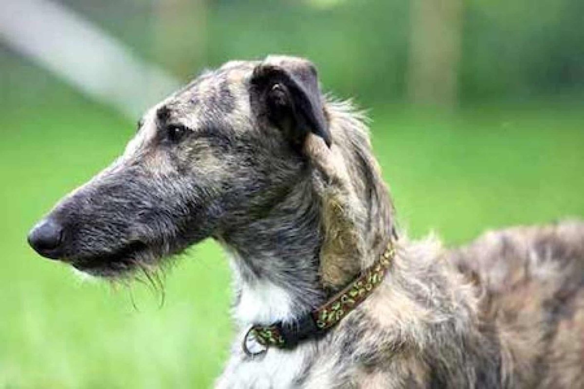 Lurcher Dog