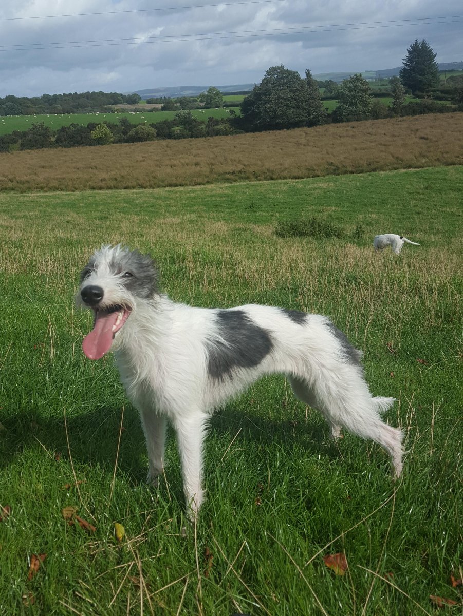 Борзая салюки