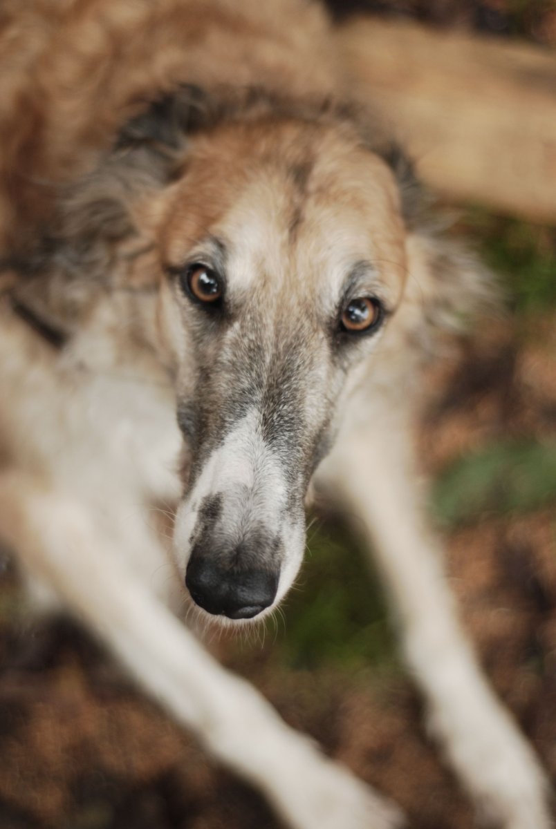 Лерчер Бедлингтон