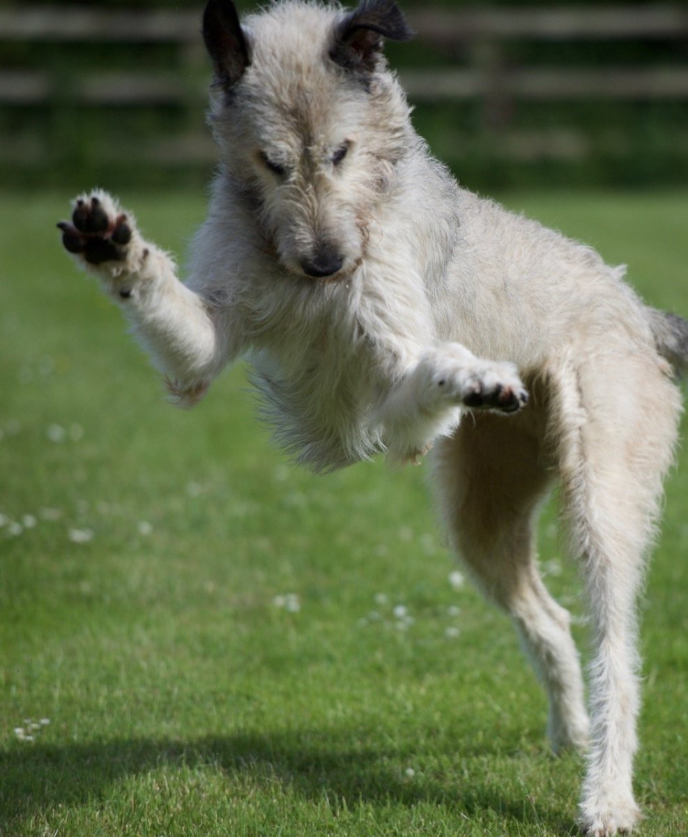 Собака порода Ларчер