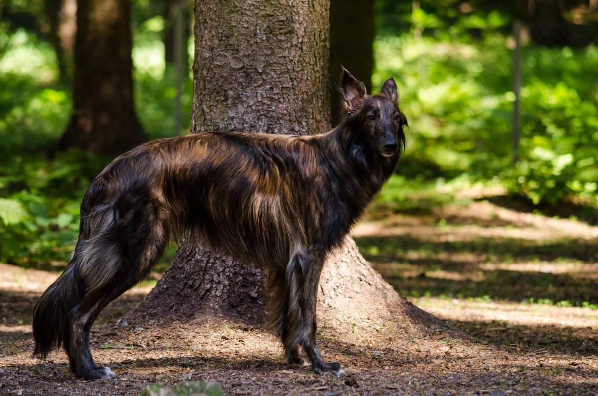 Поденко ибиценко прыгает