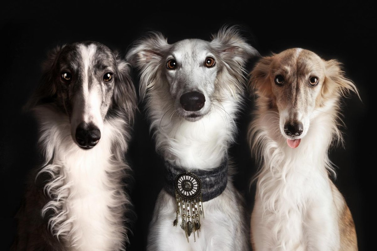 Африканис порода собак