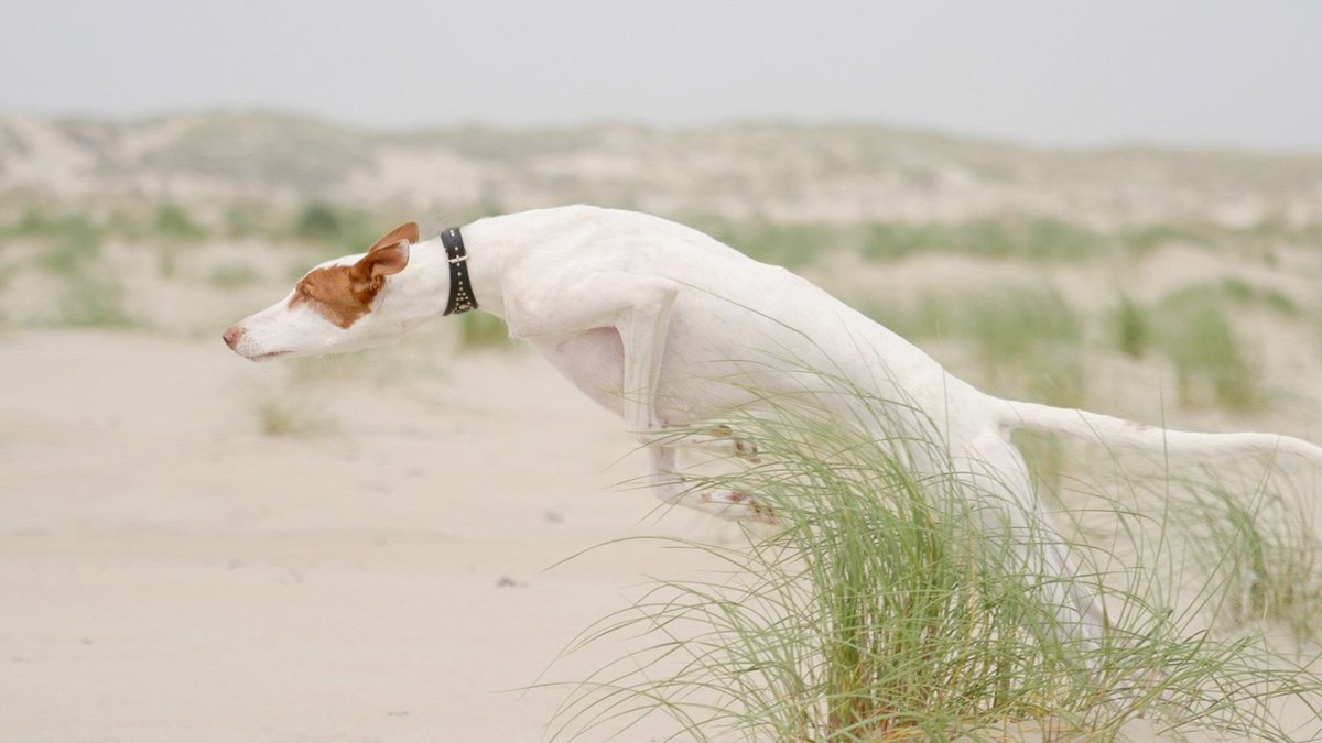 Грейхаунд 720