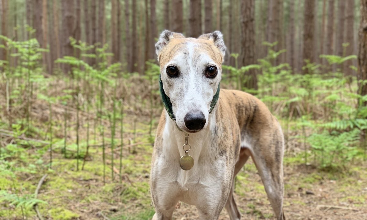 Уиппет терьер