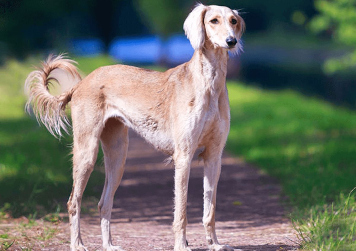 Уиппет длинношерстный собака