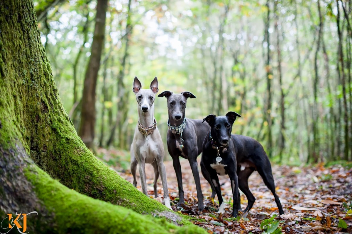 Ирландский волкодав альбинос