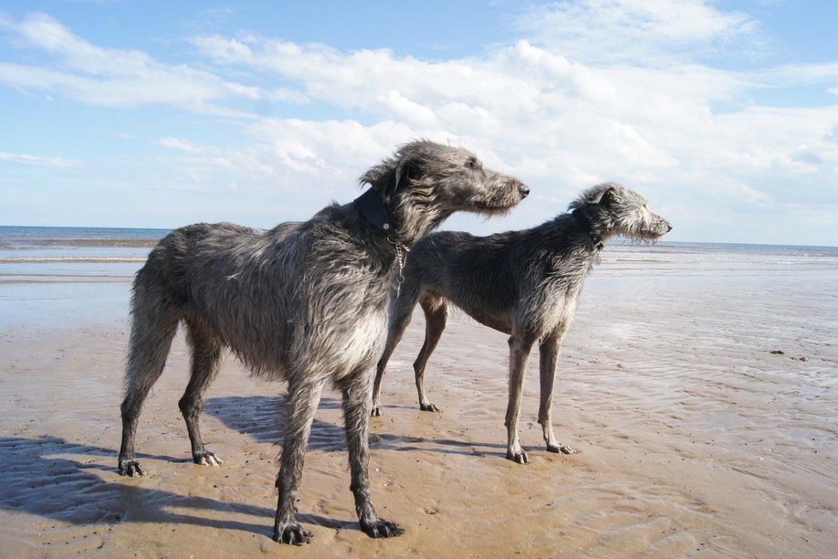 Шелковистый виндхаунд бежит