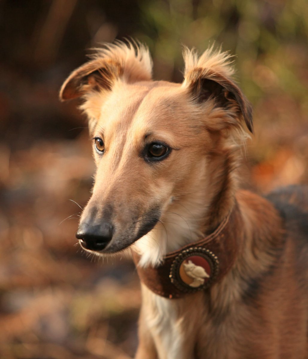 Левретка длинношерстная