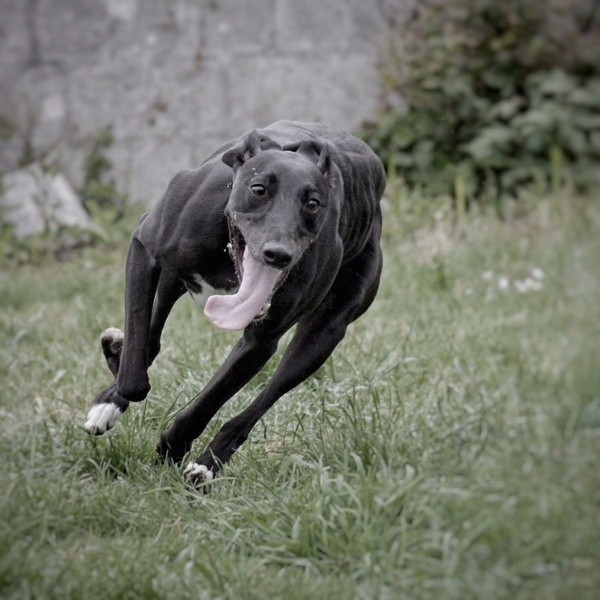 Lurcher порода собак