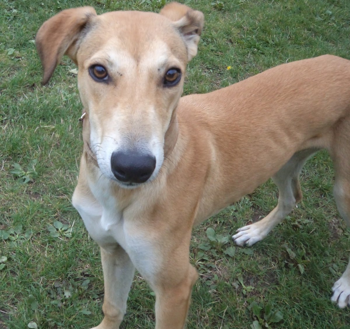 Русская псовая борзая