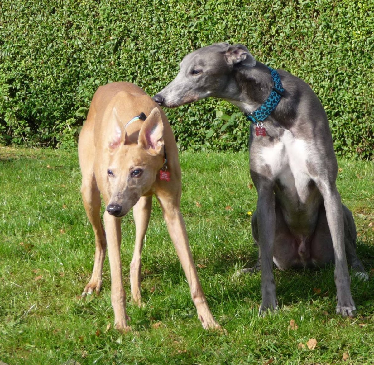 Уиппет и Грейхаунд