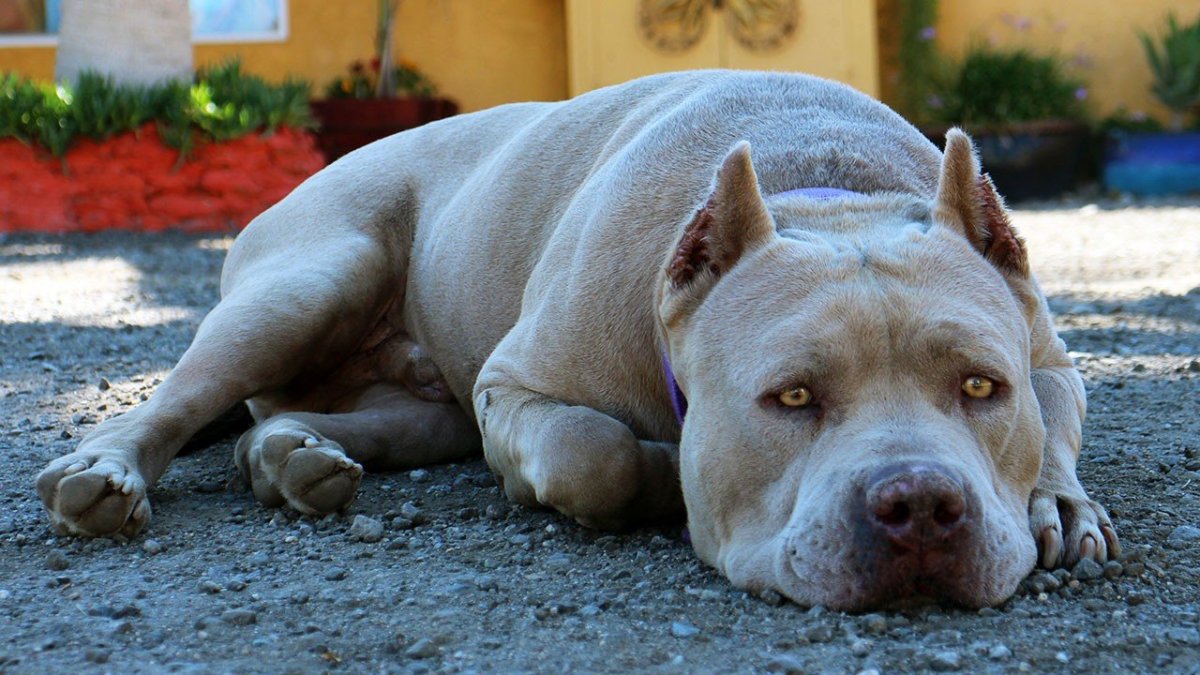 Красивый питбуль