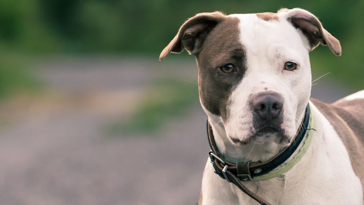 Американский стаффордширский терьер черный