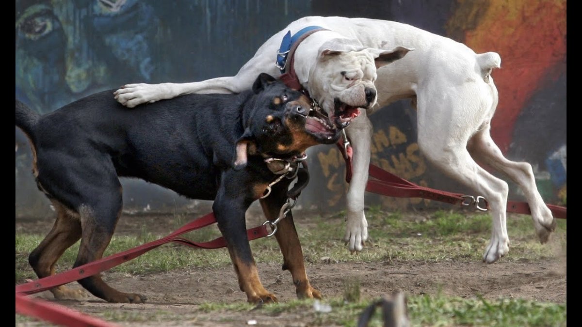 Аргентинский дог против кабана