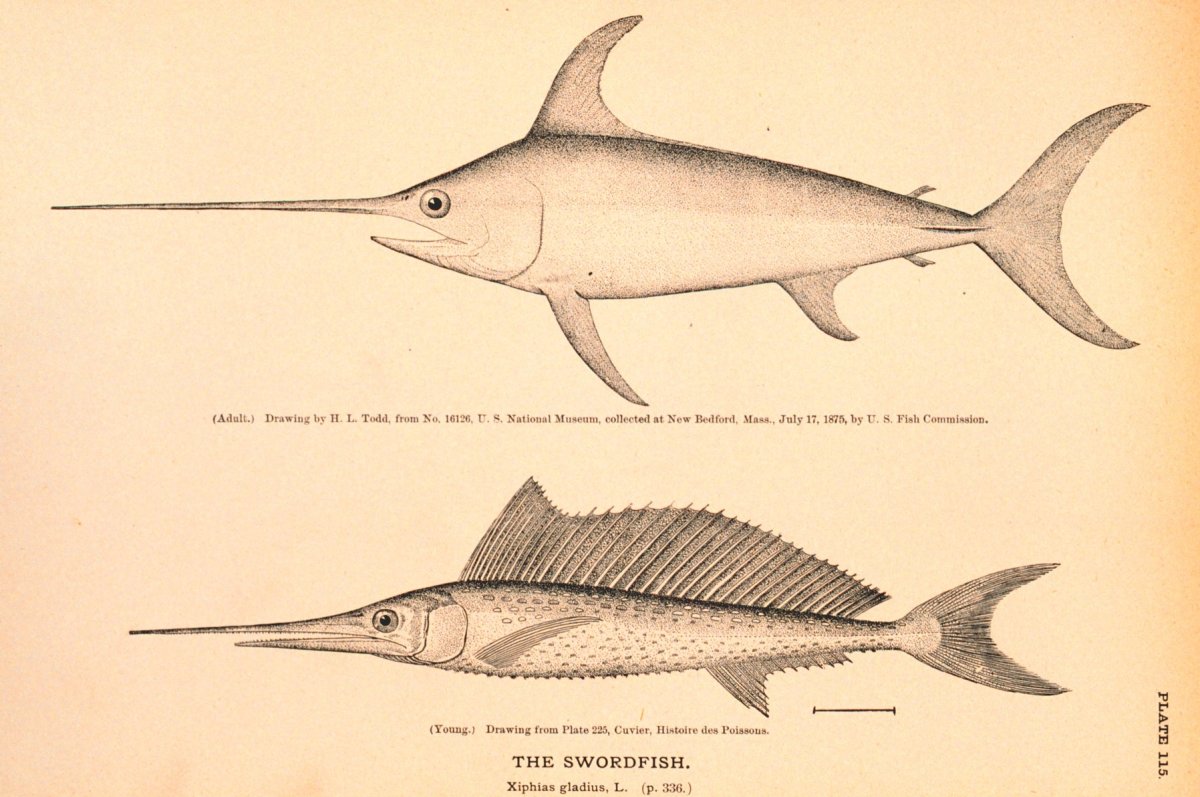 Стерлядь Acipenser ruthenus Linnaeus