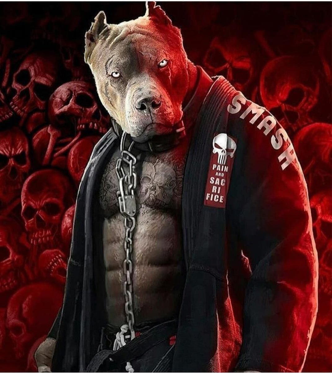 Американский стаффордширский терьер злой