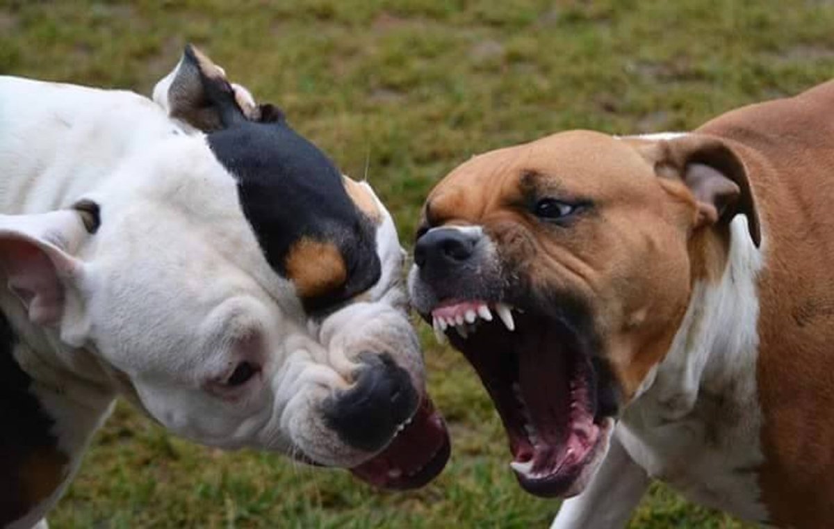 Американский питбультерьер собачьи бои с
