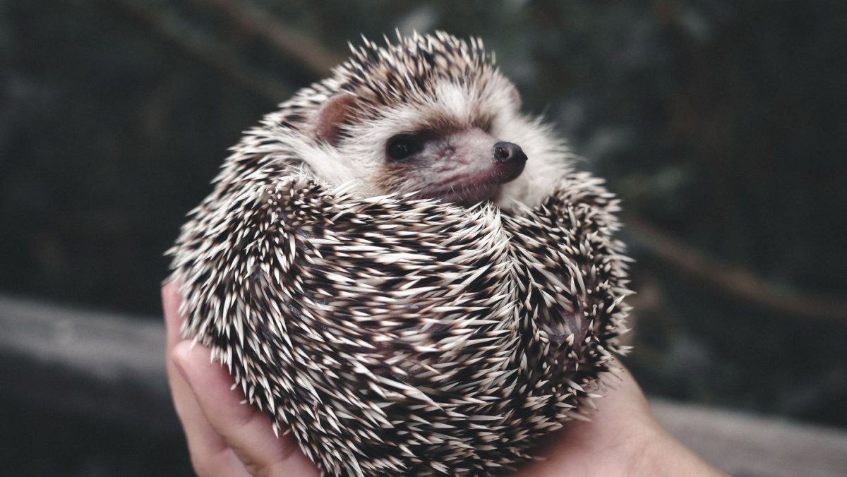 Обои на рабочий стол Ежик