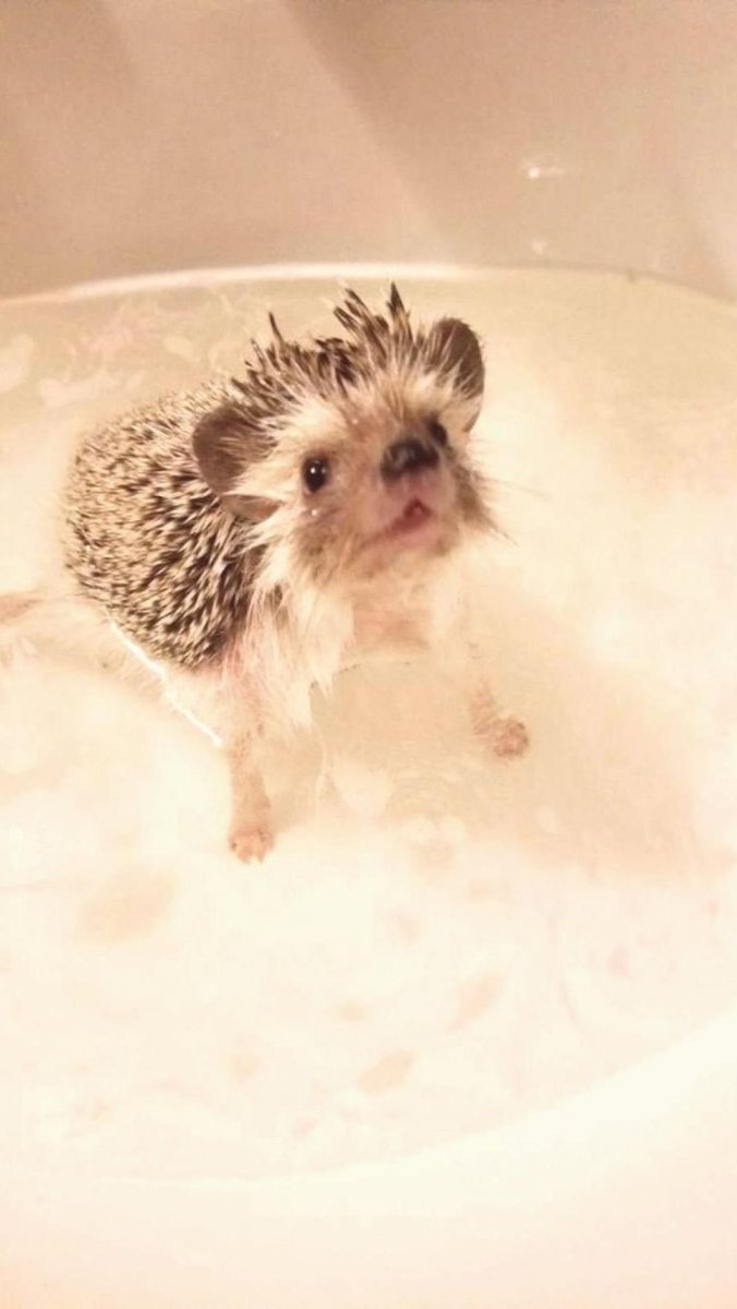 Смешной Ежик