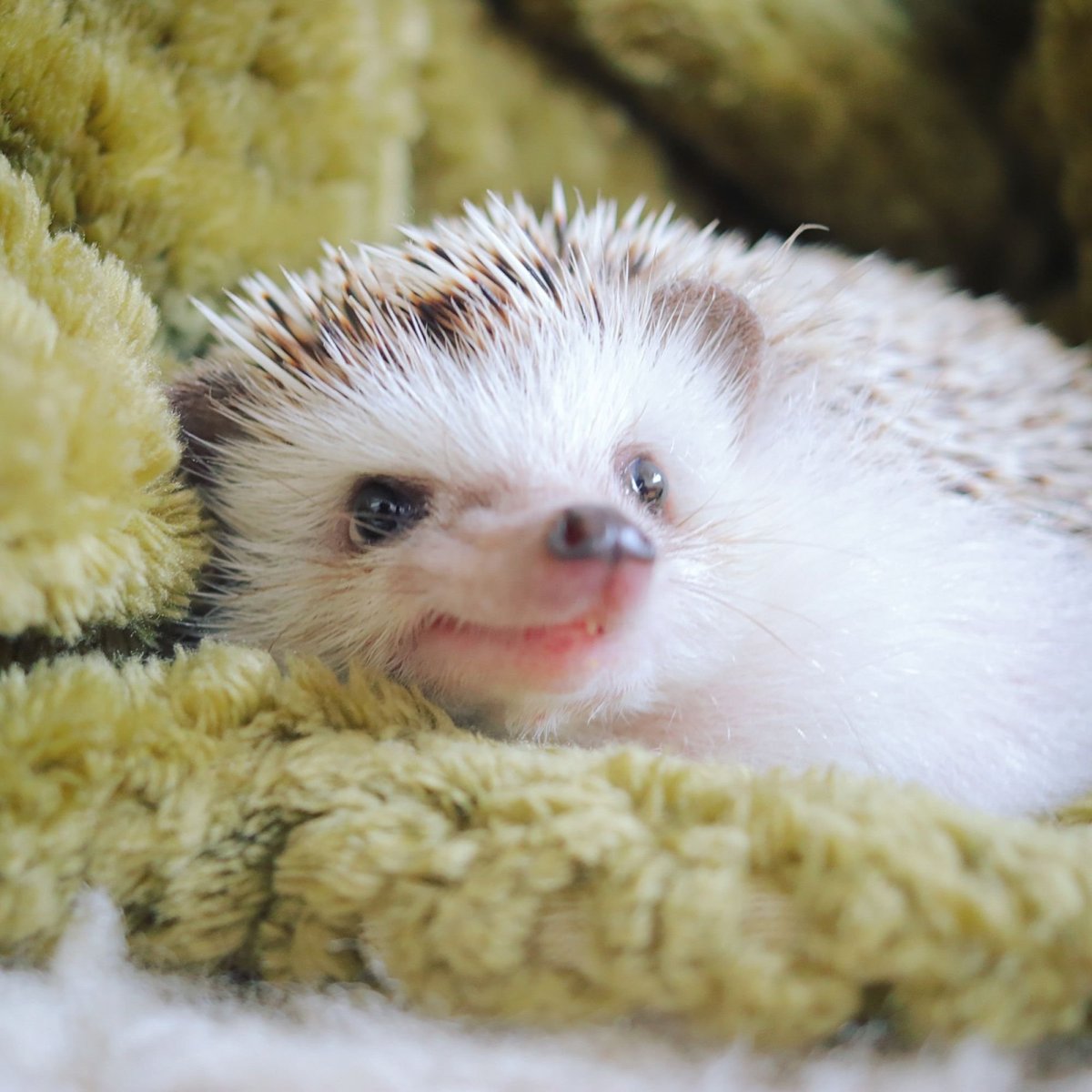 Про ежика всеядного